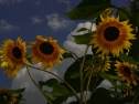 sonnenblumen.jpg
